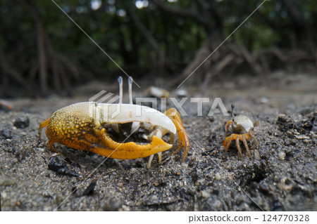 Shimei muneki 124770328