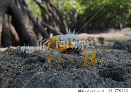 Shimei muneki 124770333