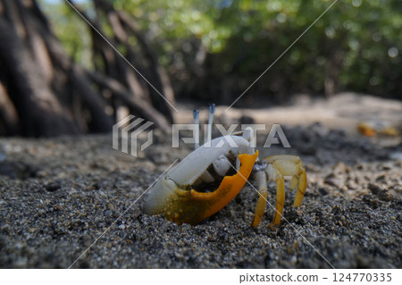 Shimei muneki 124770335