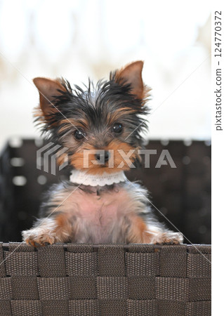Staring Yorkie 124770372