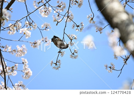 櫻花和鵯 櫻花和鵯 124770428