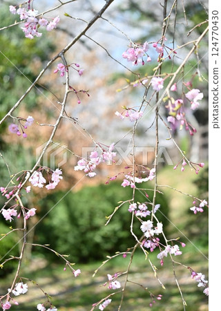Close-up of pink-flowered Kanhizakura cherry tree 124770430
