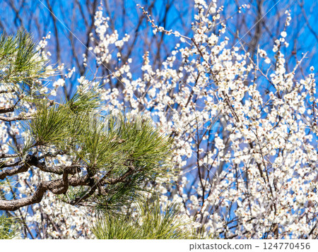 Plum blossoms stand out against the green pine trees and blue sky Plum blossoms stand out against the green pine trees and blue sky 124770456