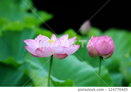 即將綻放的大鹿蓮花蕾和盛開的大鹿蓮 124770485