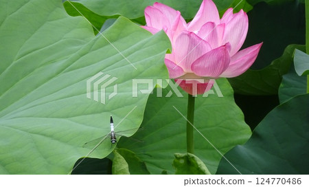 Oga蓮花和蜻蜓 124770486