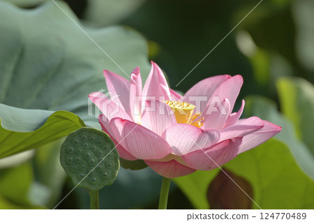 The receptacle of an Oga lotus with its petals falling and an Oga lotus with its petals in full bloom The receptacle of an Oga lotus with its petals falling and an Oga lotus with its petals in full bloom 124770489