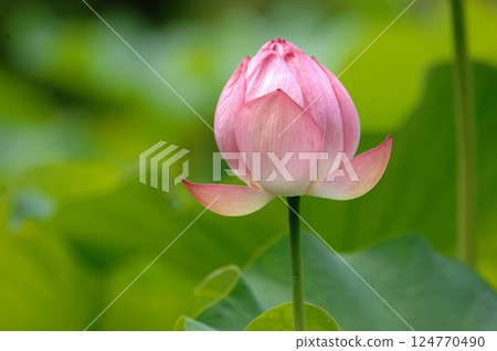 Oga lotus flower about to open its petals Oga lotus flower about to open its petals 124770490