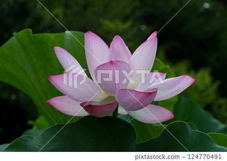 The quietly blooming Oga lotus flowers The quietly blooming Oga lotus flowers 124770491