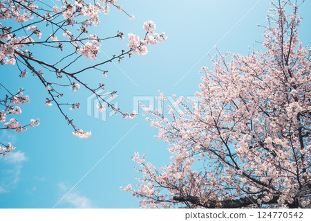 Looking up at cherry blossoms and blue sky a-4 film style Looking up at cherry blossoms and blue sky a-4 film style 124770542