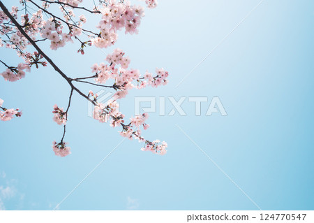 Looking up at cherry blossoms and blue sky b-4 film style Looking up at cherry blossoms and blue sky b-4 film style 124770547