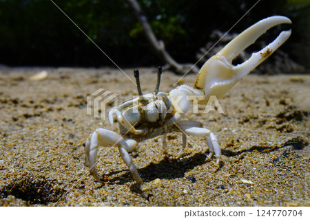 Okinawa Haxen Shiomaneki 124770704