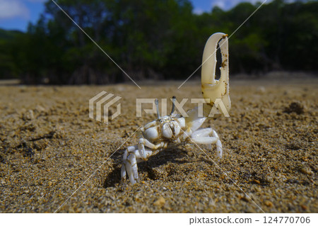 Okinawa Haxen Shiomaneki 124770706