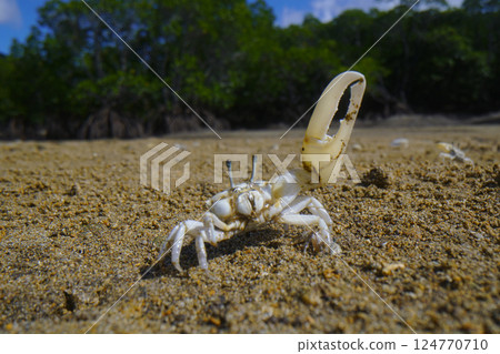 Okinawa Haxen Shiomaneki 124770710