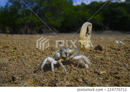 Okinawa Haxen Shiomaneki 124770712