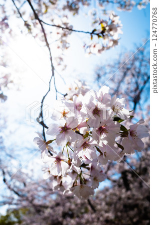 Cherry blossoms and blue sky, sunlight and close-up b-2 high saturation contrast 124770768