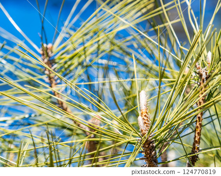 Fluffy pine buds shining against the blue sky Fluffy pine buds shining against the blue sky 124770819