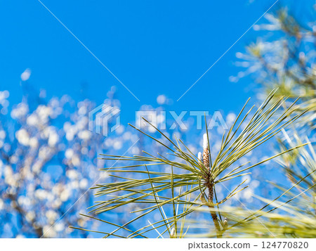 蓬鬆的松芽在藍天的襯托下閃閃發光 蓬鬆的松芽在藍天的襯托下閃閃發光 124770820