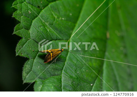 Small moth resting on a green leaf with intricate textures during the daylight hours in a natural environment 124770916