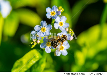 Close-up of a bee collecting nectar from delicate blue flowers in a lush garden during a sunny afternoon Close-up of a bee collecting nectar from delicate blue flowers in a lush garden during a sunny afternoon 124770920