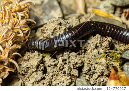 Detailed view of a black millipede crawling on gravel soil near dried vegetation in a natural setting during daylight Detailed view of a black millipede crawling on gravel soil near dried vegetation in a natural setting during daylight 124770927
