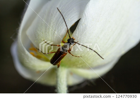 Close-up view of a beetle on a delicate white flower petal in a lush garden during daylight Close-up view of a beetle on a delicate white flower petal in a lush garden during daylight 124770930