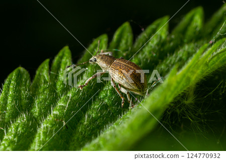 Close-up of a weevil insect on a green leaf in a lush garden environment showing intricate textures and details of its body 124770932