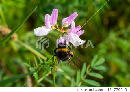 Bumble bee sitting on a thistle flower, closeup. Front view. Genus species Bombus 124770943