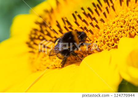 Bumble bee sitting on a thistle flower, closeup. Front view. Genus species Bombus 124770944