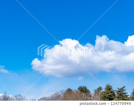 冬日藍天白雲與樹木的清新景色 冬日藍天白雲與樹木的清新景色 124770949