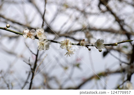 梅花 梅花 124770957