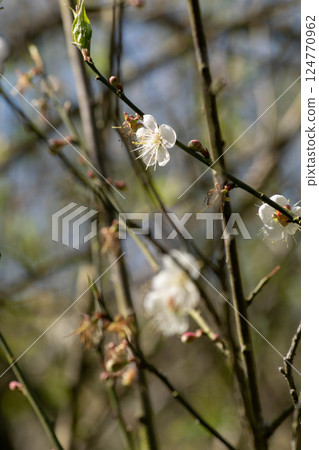 Plum blossoms 124770962