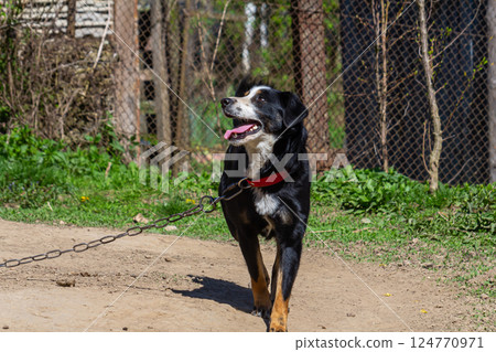 Happy dog enjoys a stroll on a sunny day at the park with a leash attached 124770971