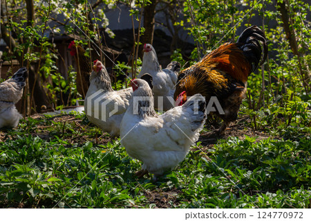 Rooster and hens foraging in a lush green garden during a sunny afternoon in early spring Rooster and hens foraging in a lush green garden during a sunny afternoon in early spring 124770972