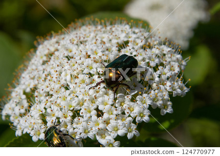Colorful beetles feeding on white flowers in a sunny garden during springtime creating a vibrant natural scene Colorful beetles feeding on white flowers in a sunny garden during springtime creating a vibrant natural scene 124770977