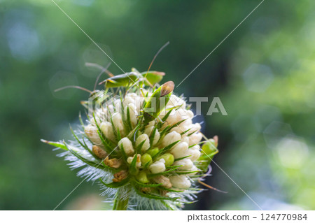 Close-up view of a green grasshopper perched on a cluster of white clover flowers surrounded by lush greenery in sunny weather 124770984