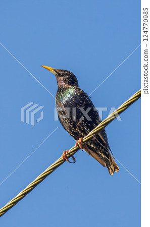 Common Starling Sturnus vulgaris in the foothills, Caucasus, Republic of Dagestan Common Starling Sturnus vulgaris in the foothills, Caucasus, Republic of Dagestan 124770985