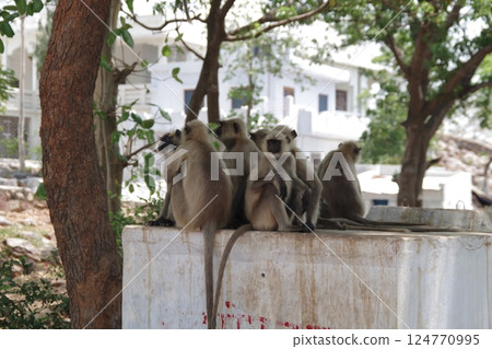 Hanuman langurs of Rajgir, one of the eight major Buddhist holiest sites in India Hanuman langurs of Rajgir, one of the eight major Buddhist holiest sites in India 124770995
