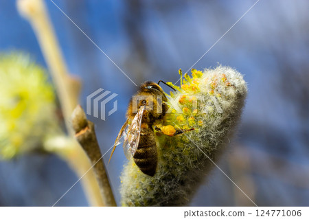 A bee on a branch of a blooming willow A bee on a branch of a blooming willow 124771006