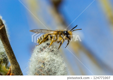 A bee on a branch of a blooming willow 124771007