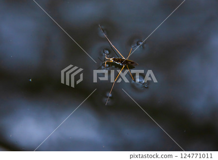 Insect Gerris lacustris, known as common pond skater or common water strider is a species of water strider, found in Europe have ability to move quickly on the water surface and have hydrophobic legs 124771011