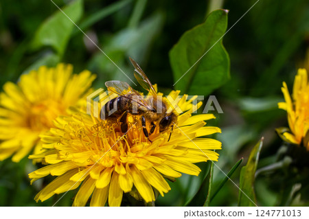 A bee collects pollen near a flower. A bee flies over a flower in a blur background A bee collects pollen near a flower. A bee flies over a flower in a blur background 124771013