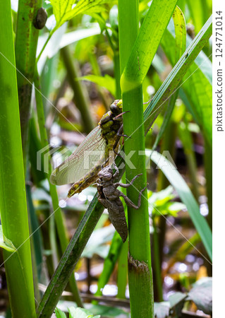 Larval dragonfly grey shell. Nymphal exuvia of Gomphus vulgatissimus. White filaments hanging out of exuvia are linings of tracheae. Exuviae, dried outer casing on blade of grass Larval dragonfly grey shell. Nymphal exuvia of Gomphus vulgatissimus. White filaments hanging out of exuvia are linings of tracheae. Exuviae, dried outer casing on blade of grass 124771014