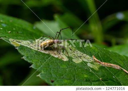 Long Jawed Spider Tetragnatha Extensa Long-Jawed Orb Weaver Spider Long Jawed Spider Tetragnatha Extensa Long-Jawed Orb Weaver Spider 124771016