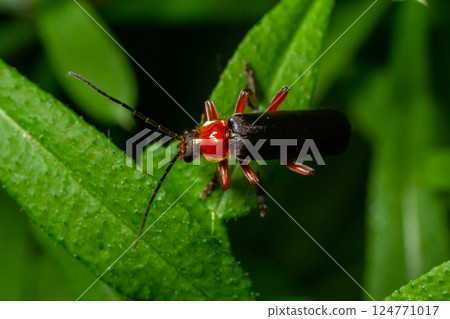 Brightly colored insect perched on a vibrant green leaf in a lush natural environment during daylight Brightly colored insect perched on a vibrant green leaf in a lush natural environment during daylight 124771017