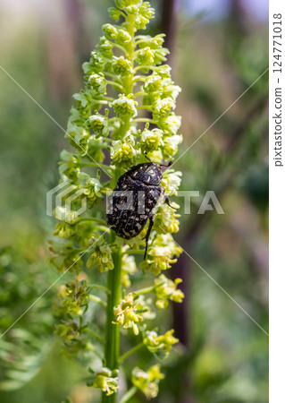 White spotted rose beetle: A Beneficial Insect for Pollination and Organic Recycling. Oxythyrea funesta White spotted rose beetle: A Beneficial Insect for Pollination and Organic Recycling. Oxythyrea funesta 124771018