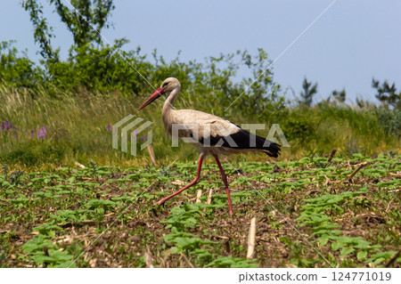 White stork, Ciconia ciconia bird is hunting on grassy swamp White stork, Ciconia ciconia bird is hunting on grassy swamp 124771019