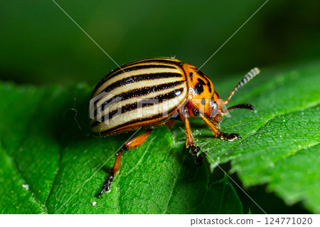 Beetle with distinct stripes exploring a green leaf under natural sunlight in a vibrant garden setting Beetle with distinct stripes exploring a green leaf under natural sunlight in a vibrant garden setting 124771020