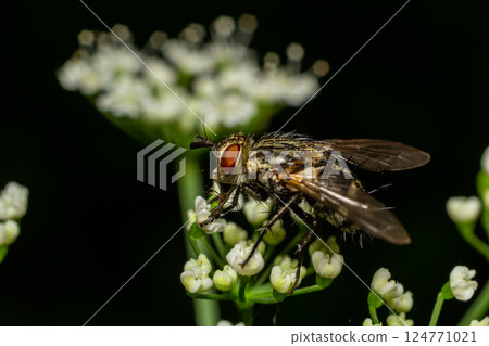 Close-up of a fly collecting pollen from tiny white flowers in a garden during the daytime Close-up of a fly collecting pollen from tiny white flowers in a garden during the daytime 124771021
