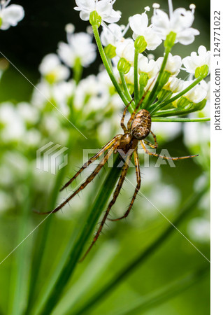 Long Jawed Spider Tetragnatha Extensa Long-Jawed Orb Weaver Spider Long Jawed Spider Tetragnatha Extensa Long-Jawed Orb Weaver Spider 124771022
