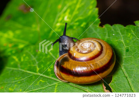Oxychilus alliarius , commonly known as the garlic snail or garlic glass-snail 124771023